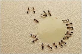 formigas doceiras Copia - Dedetizadora de formigas em Guarulhos