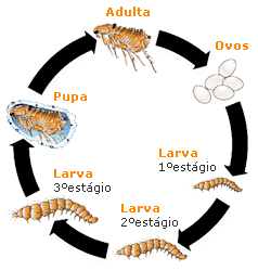 pulga ciclo1 - Acabar com as Pulgas em Casa