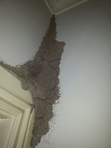 termite mudpack in gumdale 225x300 - Matar Cupim