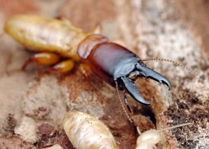 termite soldiers 300x214 - Dedetizadora de Guarulhos