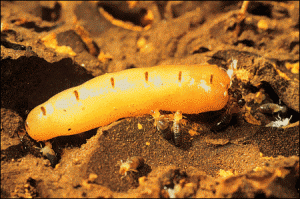 termite 7 manhattan exterminator 300x199 - Matar Cupim