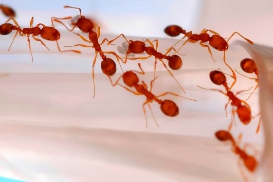 ants pest control e1465593923195 - Matar Formigas