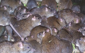 06 infestacao de ratos 300x188 - Desratização em Guarulhos