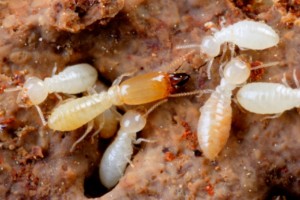 termites picture.jpg.thumb 798x532 300x200 - Cupins em Guarulhos