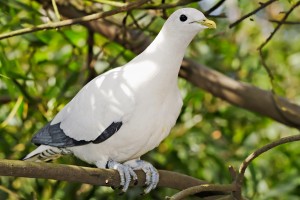 Pied Imperial pigeon   melbourne zoo 300x200 - Dedetizadora de Guarulhos