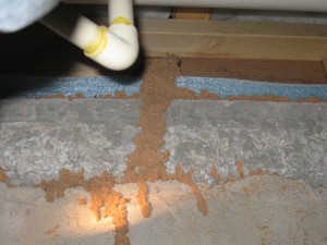 Termites Discovered During Annual Inspection 300x225 - Como é Realizada a Descupinização