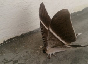 Tropical Swallowtail Moth Lyssa zampa 1 442x321 300x218 - Dedetizadora de Traças em Guarulhos