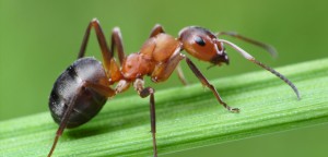 ants 300x144 - Matar Formigas