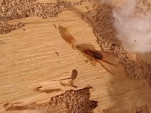 drywood termites 300x225 - Como é Realizada a Descupinização