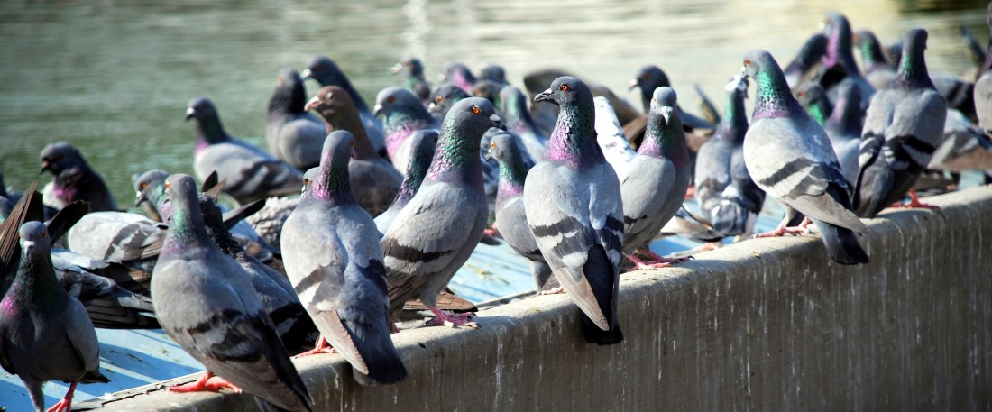 pigeons cropped e1465659939345 - Controle de Pombos