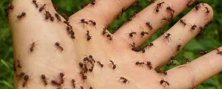 dedetizadora de formigas 720x289 - Home